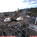 21_15-nest.jpg