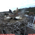 21_20-nest.jpg