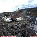 21_25-nest.jpg