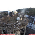 05_20-nest.jpg