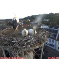 05_25-nest.jpg
