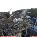05_30-nest.jpg