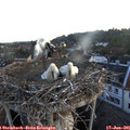 05_35-nest.jpg