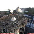 05_40-nest.jpg