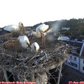 05_45-nest.jpg