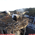 05_50-nest.jpg