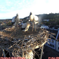 05_55-nest.jpg