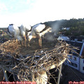 06_00-nest.jpg