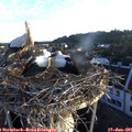 06_05-nest.jpg