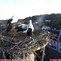 06_10-nest.jpg