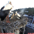 06_15-nest.jpg