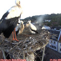 06_20-nest.jpg