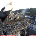 06_25-nest.jpg