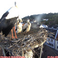 06_30-nest.jpg