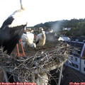 06_35-nest.jpg