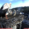 06_40-nest.jpg