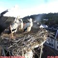 06_45-nest.jpg