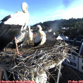 06_50-nest.jpg