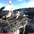 06_55-nest.jpg