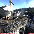 07_00-nest.jpg