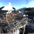 07_05-nest.jpg