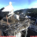 07_10-nest.jpg