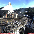 07_15-nest.jpg
