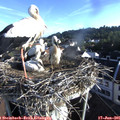 07_20-nest.jpg