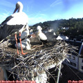 07_25-nest.jpg