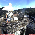 07_30-nest.jpg