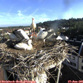 07_35-nest.jpg