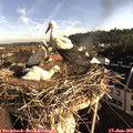 07_40-nest.jpg