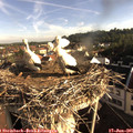 07_50-nest.jpg