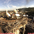 07_55-nest.jpg