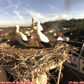 08_00-nest.jpg