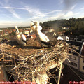 08_05-nest.jpg