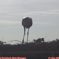 08_10-mast.jpg