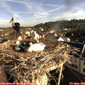 08_10-nest.jpg