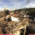 08_15-nest.jpg