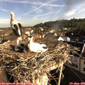 08_20-nest.jpg