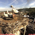 08_25-nest.jpg