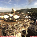 08_30-nest.jpg