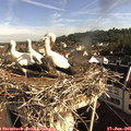 08_35-nest.jpg