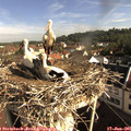 08_40-nest.jpg