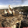 08_45-nest.jpg