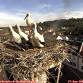 08_50-nest.jpg