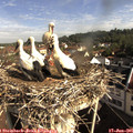08_55-nest.jpg