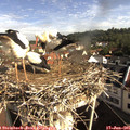 09_00-nest.jpg