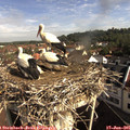 09_05-nest.jpg