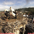09_10-nest.jpg